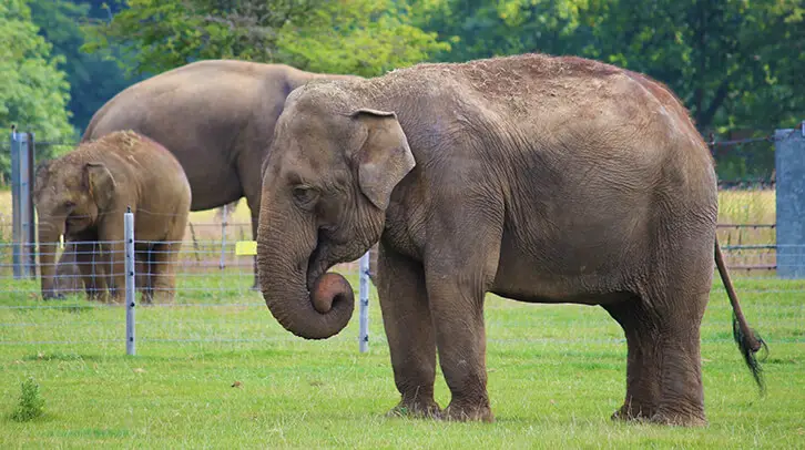 Elephant in enclosure eating grass